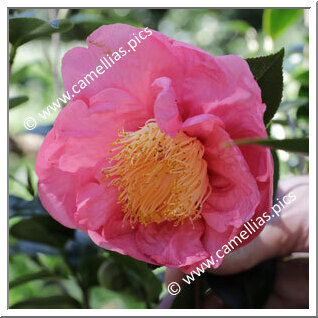 Camellia Japonica 'Clara Gil de Seabra'
