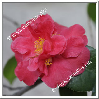 Camellia Japonica 'Clarise Carleton'