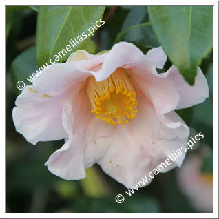 Camellia Japonica 'Clarissa'