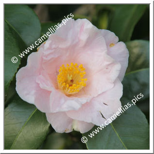Camellia Japonica 'Clarissa'