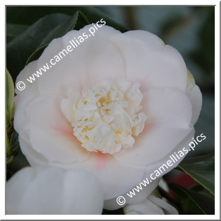 Camellia Japonica 'Claritas'