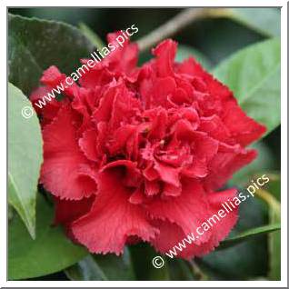 Camellia Japonica 'Clark Hubbs'