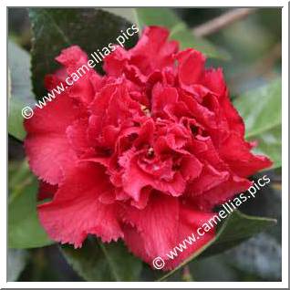 Camellia Japonica 'Clark Hubbs'