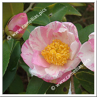 Camellia Hybrid 'Souvenir de Claude Brivet'