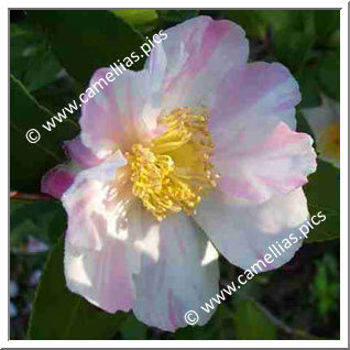 Camellia Hybride 'Souvenir de Claude Brivet'