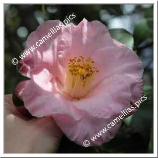 Camellia Japonica 'Claudia Phelps'