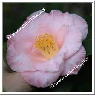 Camellia Japonica 'Claudia Phelps'