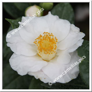 Camellia Japonica 'Clémence Lefeuvre'