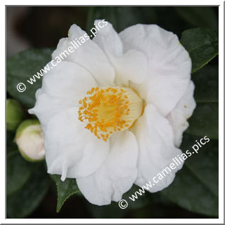 Camellia Japonica 'Clémence Lefeuvre'