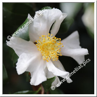 Camellia Sasanqua 'Cleopatra White '