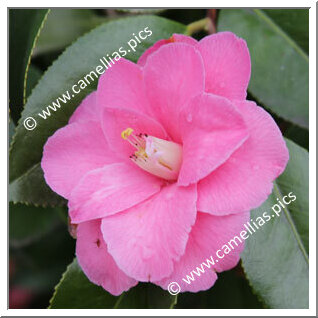 Camellia Japonica 'Cloisonné'