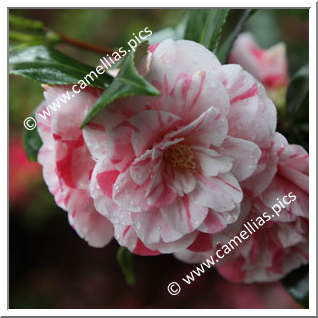 Camellia Japonica 'Clotilde'