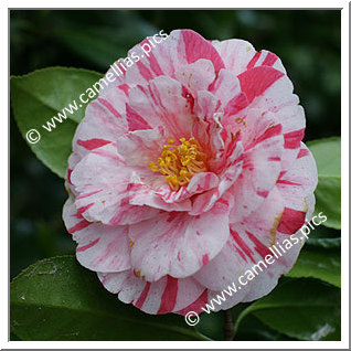 Camellia Japonica 'Clotilde'