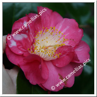 Camellia Japonica 'Clovis Guervel'