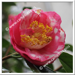 Camellia Japonica 'Clovis Guervel'