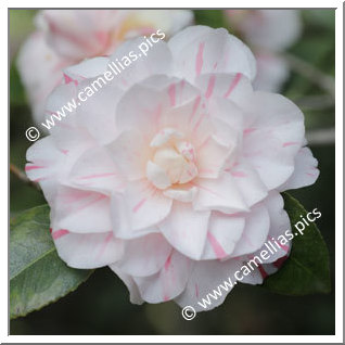 Camellia Japonica 'T.S.Clower Jr'