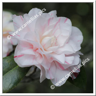 Camellia Japonica 'T.S.Clower Jr'