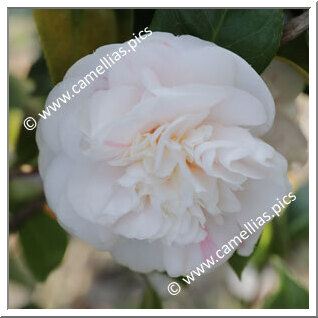 Camellia Japonica 'Clowesiana'