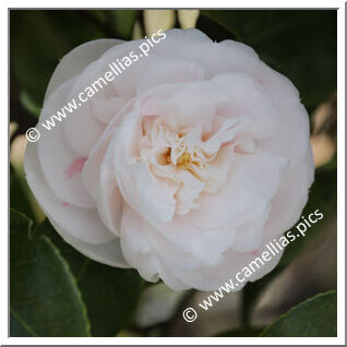 Camellia Japonica 'Clowesiana'