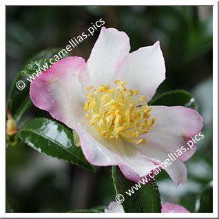 Camellia Sasanqua 'Cochise'