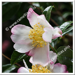Camellia Sasanqua 'Cochise'