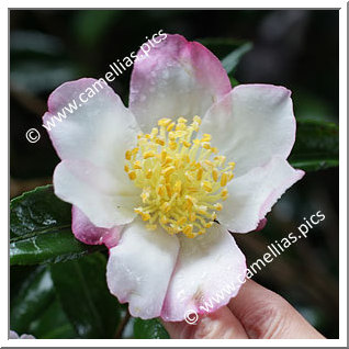 Camellia Sasanqua 'Cochise'