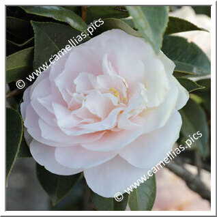 Camellia Japonica 'Coed'