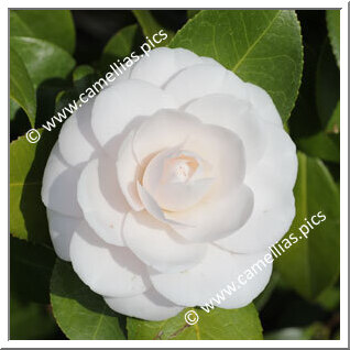 Camellia Japonica 'Coed'