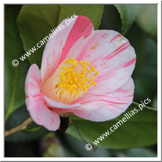 Camellia Japonica 'Coeur de Miel '