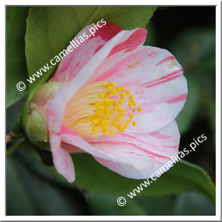Camellia Japonica 'Coeur de Miel '