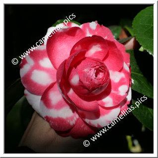 Camellia Japonica 'Margherita Coleoni Variegated'