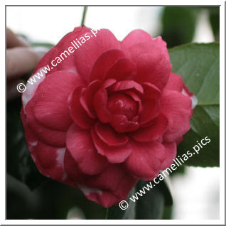 Camellia Japonica 'Margherita Coleoni Variegated'