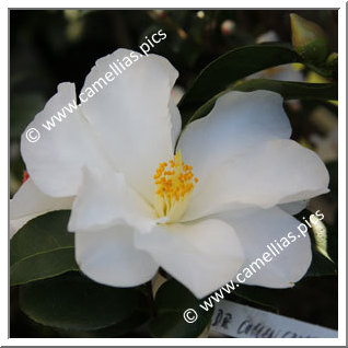 Camellia Hybrid 'Dr Colin Crisp'
