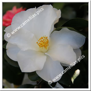 Camellia Hybride 'Dr Colin Crisp'