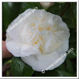 Camellia Japonica 'Colomba'