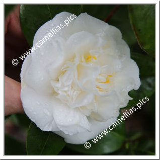 Camellia Japonica 'Colomba'