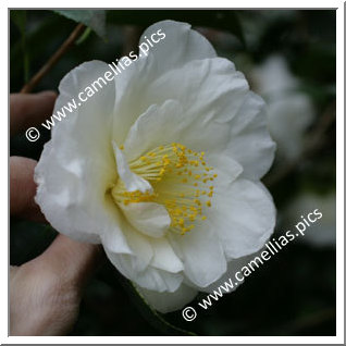 Camellia Japonica 'Colonial Dame'