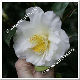 Camellia Japonica 'Colonial Dame'