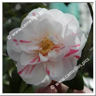Camellia Japonica 'Colonial Lady'