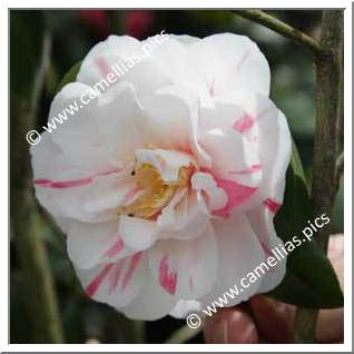 Camellia Japonica 'Colonial Lady'