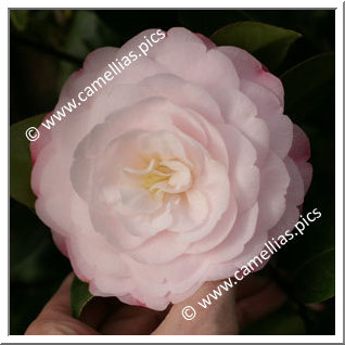 Camellia Japonica 'Commander Mulroy'