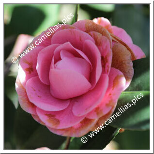 Camellia Japonica 'Commendatore Betti'