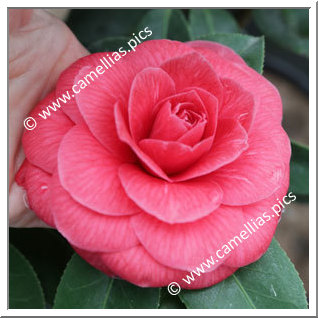 Camellia Japonica 'Commensa'