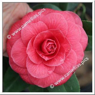 Camellia Japonica 'Commensa'