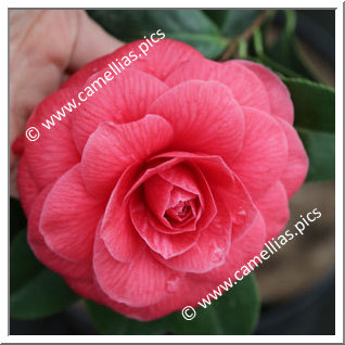 Camellia Japonica 'Commensa'