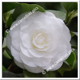 Camellia Japonica 'Compacta Alba'