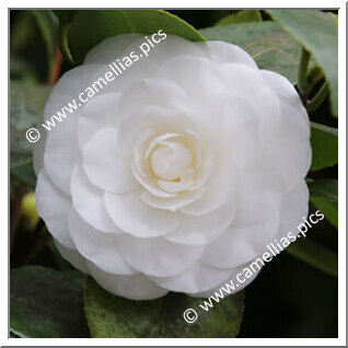 Camellia Japonica 'Compacta Alba'