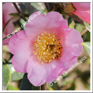 Camellia Species 'C. compressa'