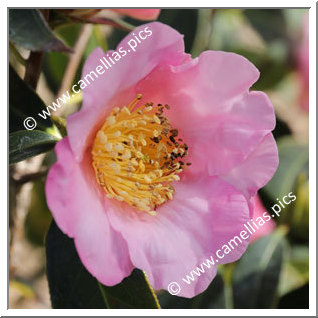 Camellia Botanique 'C. compressa'