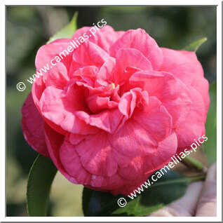Camellia Japonica 'Comte de Gomer Rubra'